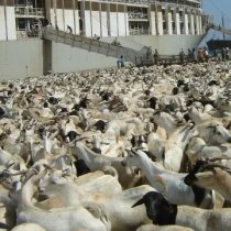 Ciidanka Booliska JSL ayaa gacanta ku dhigay saddex nin oo ku eedaysan in ay ku hawlanaayeen tahriibinta dhallinyaro Somaliland ah.