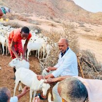 Dhakhaatiirta Xannaanada Xoolaha Somaliland oo adeeg caafimaad ka fuliyey deegaanka Higlaale