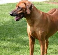 Xaraashiyo Xabaal Qodasho Iyo, Xaafadu Dumiyo&hellip;