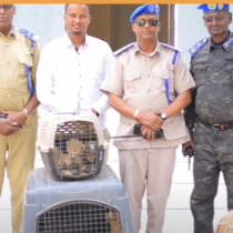 Odayahsa Iyo Dahqanka Warsangali Way Ka Midaysan Yihiin In Nabada Laga Shaqeyo+baaqi Madaxwyane Ciro DAAWO
