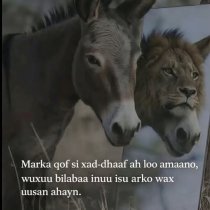 Siyaasiga maanta jooga.  Sheeko gaaban oo xikmad leh . (CaliBiixi)