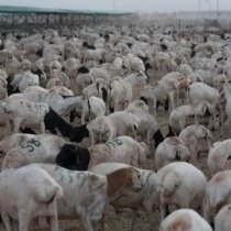 Maamulka dawlada hoose ee Berbera ayaa xidhay iskarogooyin habeenimadii xalay Daamur soo galiyay degmada Berbera ee Gobolka Saaxil.