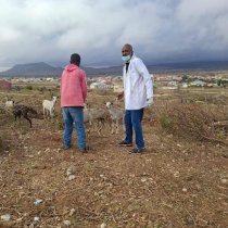 Dhakhaatiirta Xoolaha oo Hawlgal Daaweyn ah Ka Fuliyey Degmada Sheekh