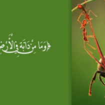 Rizqiga Alle iyo Kalsoonida Lagu Qabo Arsaaqda Eebbe