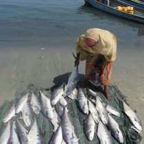 Madaxweynaha Somaliland oo Ku Baaqay Ilaalinta Deegaanka: "Geed Beerista Waa Badbaadinta Nolosha"