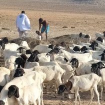 Agaasimaha Guud ee Wasaaradda Xannaanada Xoolaha Somaliland oo Qaabilay Mas'uuliyiin ka Socotay Laba Hay'adood oo Caalami ah