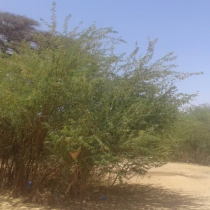 " Somaliland waxay dhawaan noqon doontaa waddanka 55-aad ee Africa" Amjad Taha DAAWO
