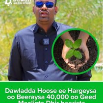 Dawladda Hoose ee Hargeysa oo shaacisay qorshe lagu beerayo 40,000 oo geed caasimadda