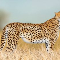 Somaliland Presidency Minister Pays Courtesy Visit to Sultan Abdullahi in Hargeisa