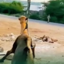 Ciidanka Dab-damiska Somaliland Oo Samatabixiyey Geel Ku Dhacay Bullaacad