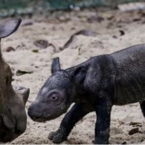 Namibian Authorities Concerned About Increase in Rhino Poaching
