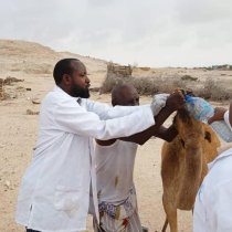 Dhakhaatiirta Xoolaha Saaxil oo Hawlgal Daaweyn Ka Fuliyeen Deegaanka Riiga ee Berbera