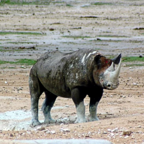 Namibia rhino poaching on rise in first quarter of 2024